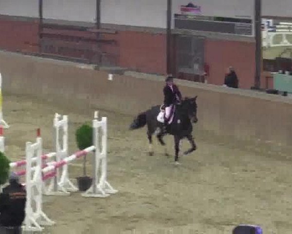 Springpferd Ulando 14 (KWPN (Niederländisches Warmblut), 2001, von Ircolando)