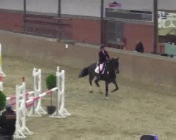 jumper Ulando 14 (KWPN (Royal Dutch Sporthorse), 2001, from Ircolando)