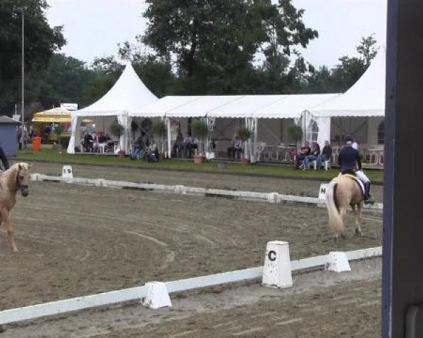 Deckhengst Tackmann's Giotto (Deutsches Reitpony, 2011, von HET Golden Dream)
