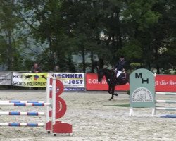 Springpferd Chateau Noir 3 (Oldenburger Springpferd, 2009, von Concetto)