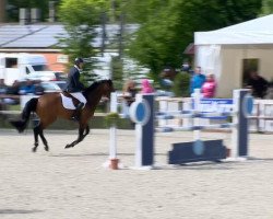 stallion Yalambi's Val D'Isere VDL (anglo european sporthorse, 2002, from Broere Atlantic)
