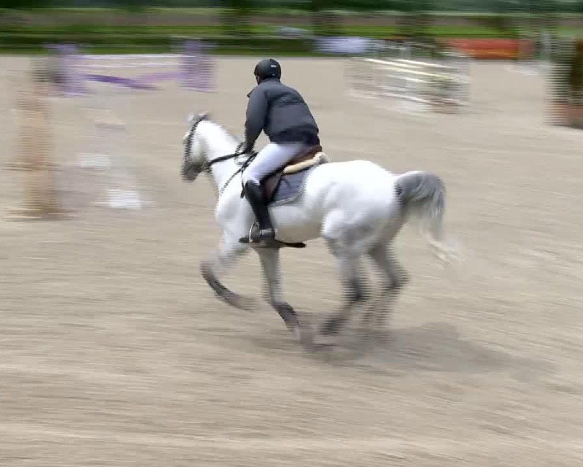 stallion Coffee (Oldenburg, 2008, from Cristo)