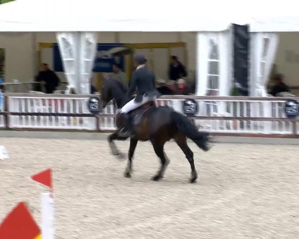 horse Montrendro II (Westphalian, 2008, from Montender)