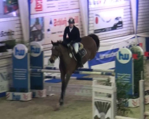 jumper Rosanna 60 (anglo european sporthorse, 2006, from Marome NW)