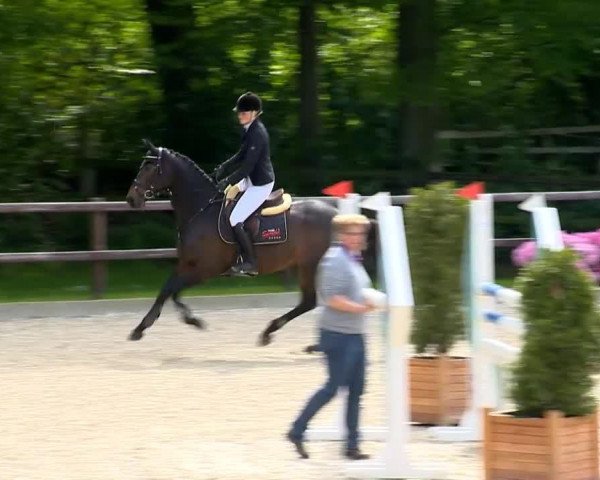 broodmare Cantabria (Hanoverian, 2008, from Carenzo)