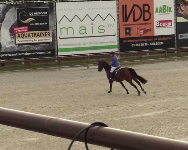 FEI Reitturnier Lier (BEL) 2020