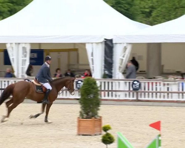 broodmare Latiziana (Oldenburg show jumper, 2008, from Ludwigs As)