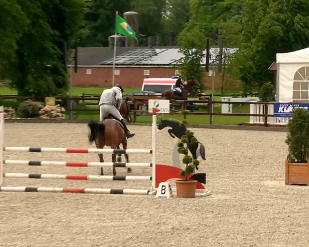 broodmare Rascha 7 (Oldenburg, 2009, from Luxius)