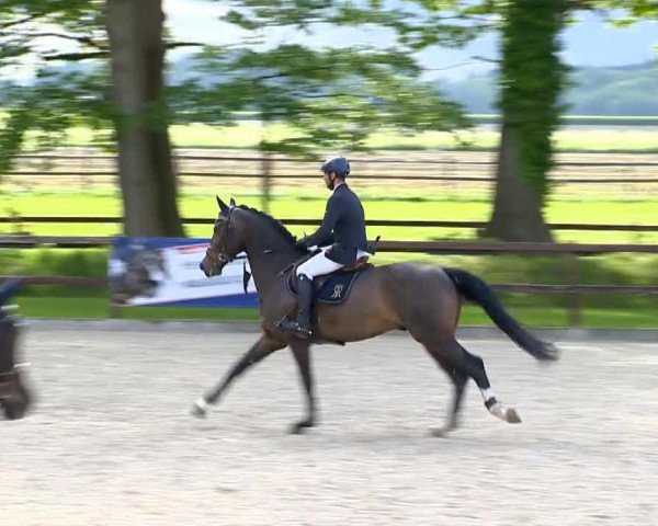 stallion Bearlock Holmes (Oldenburg show jumper, 2010, from Balou du Rouet)