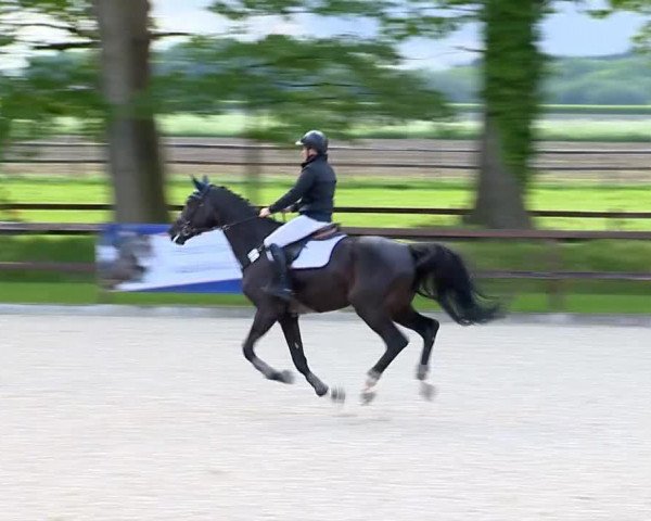 horse Brosnan (Hanoverian, 2009, from Goldfever II)