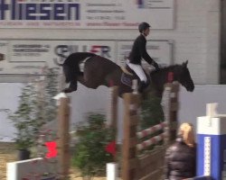 jumper Scavi 2 (Oldenburg show jumper, 2009, from Spaceball)