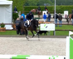 Springpferd Designer 15 (Holsteiner, 2009, von Diarado)