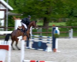 stallion Charleston 64 (German Sport Horse, 2010, from Casdorff)