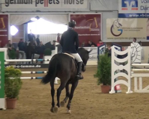 jumper Chacol (Oldenburg, 2008, from Chacco-Blue)