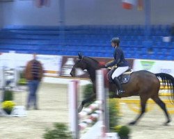Springpferd Cabajito T (Oldenburger, 2009, von Clinton H)