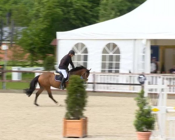 jumper Ekito 2 (KWPN (Royal Dutch Sporthorse), 2009, from Casco Boy)