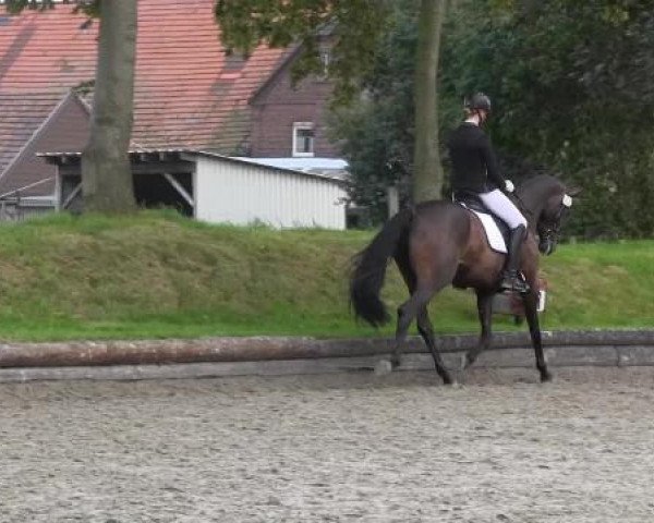 dressage horse Sidney 180 (Hanoverian, 2009, from Sir Donnerhall I)