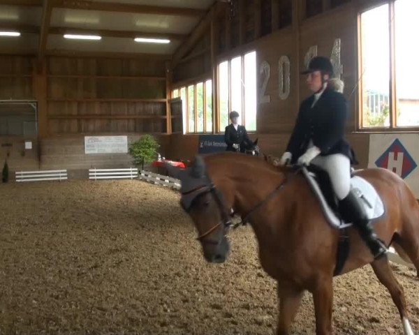 Dressurpferd Lilu 6 (Deutsches Sportpferd, 2006, von Loredano 2)
