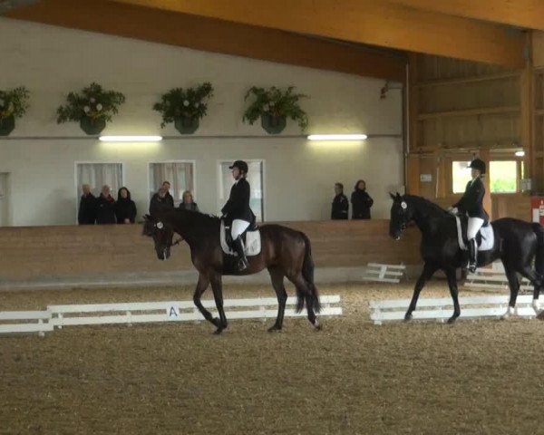 dressage horse Cornet's Jack JW (Westphalian, 2010, from Congress)