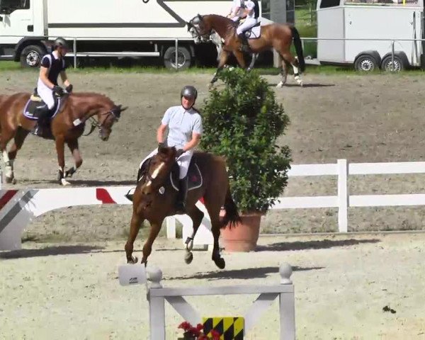 jumper Quattro's Suri (Oldenburg, 2009, from Quattro B)