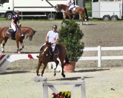 jumper Quattro's Suri (Oldenburg, 2009, from Quattro B)