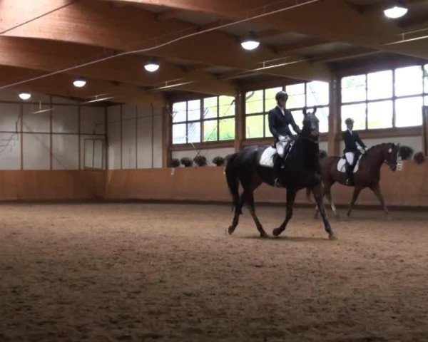 Dressurpferd Colina 46 (Westfale, 2007, von Collin L)