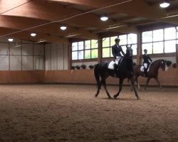 dressage horse Colina 46 (Westphalian, 2007, from Collin L)
