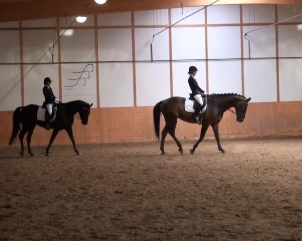 Springpferd Hermine 80 (KWPN (Niederländisches Warmblut), 2003, von Saros van het Gestelhof)