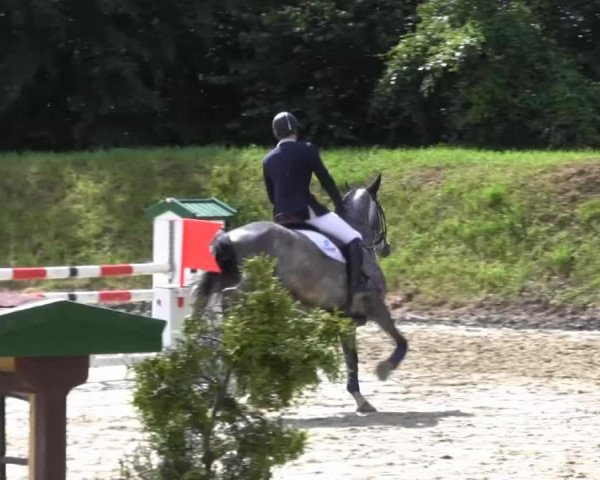 Springpferd Cas Concas (Westfale, 2009, von Cornado NRW)
