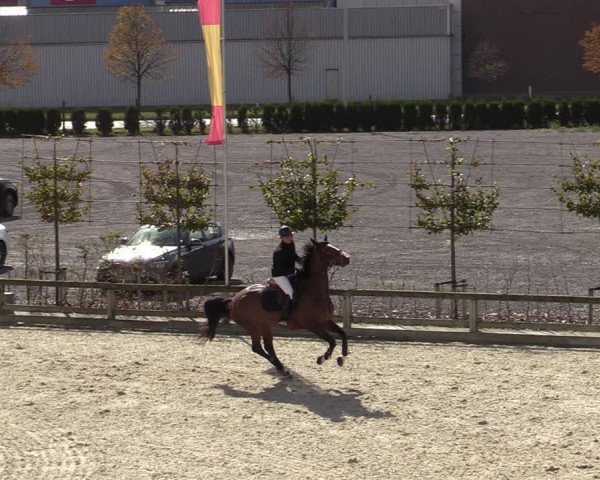 FEI Reitturnier Lier (BEL) 2020