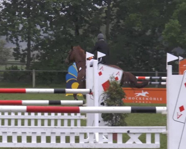 Springpferd Kingston 39 (Deutsches Sportpferd, 2003, von Kolibri 2705)