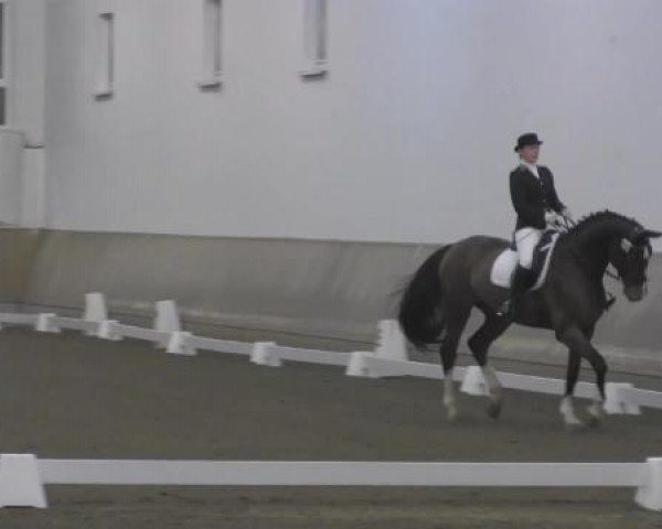 dressage horse Clara - Charisma (Westphalian, 2007, from Charisma)
