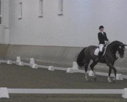 dressage horse Clara - Charisma (Westphalian, 2007, from Charisma)