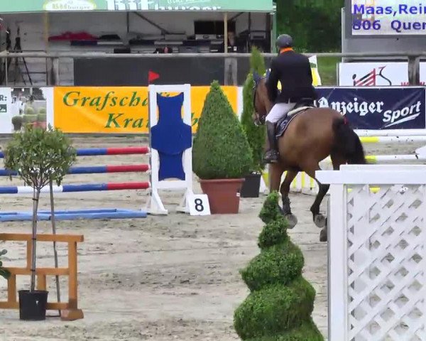 jumper Quercus Buisson Z (Zangersheide riding horse, 2008, from Quartz 7)