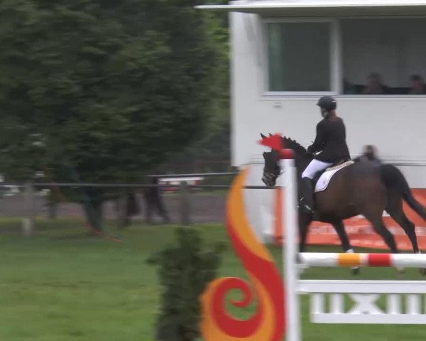 dressage horse Mo (Westphalian, 1996, from Montmartre)