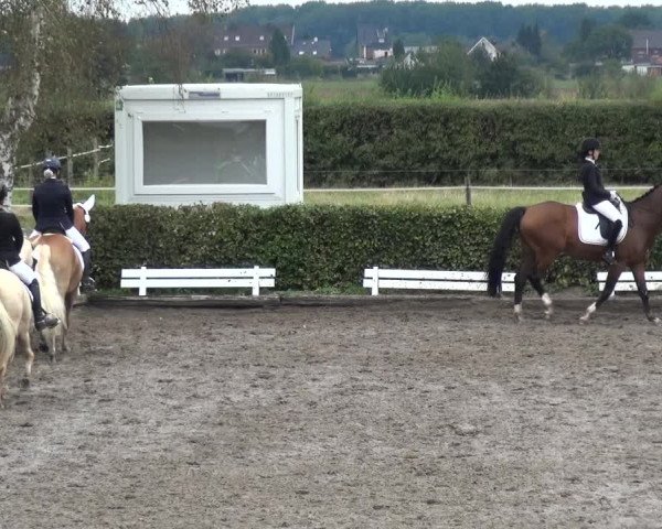 Reitturnier Übach-Palenberg - Scherpenseel 2020