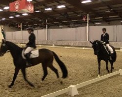 dressage horse Fiete 61 (Westphalian, 2010, from Fiderstep)