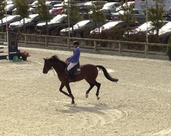 FEI Reitturnier Lier (BEL) 2020