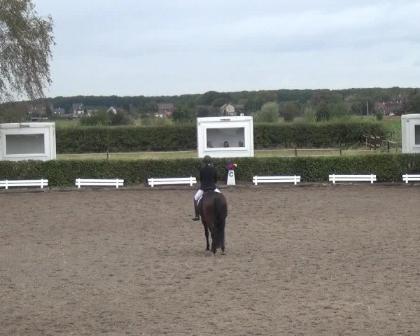 Reitturnier Übach-Palenberg - Scherpenseel 2020