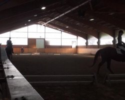 dressage horse Shosholoza (Westphalian, 2009, from Sandro Hit)