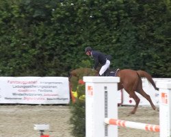 jumper Quax 71 (Westphalian, 2009, from Quidam de Revel)