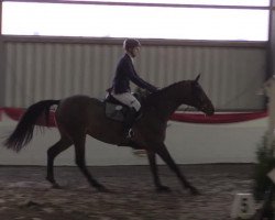 broodmare Bejing (German Warmblood, 2010, from Berlin)