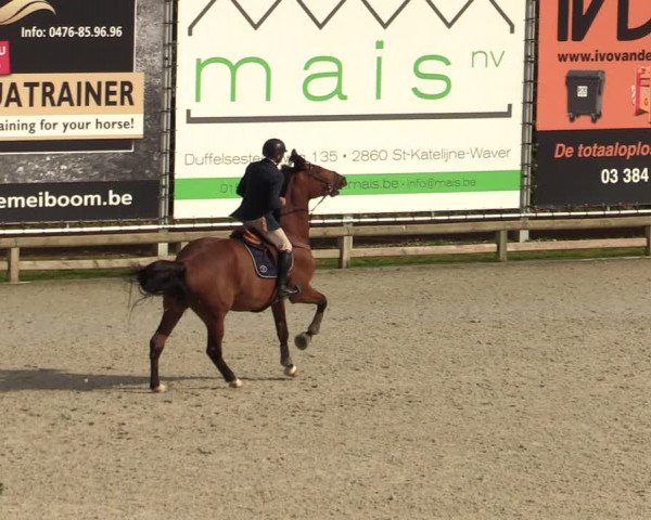 FEI Reitturnier Lier (BEL) 2020