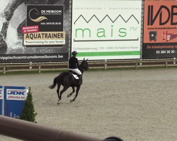 FEI Reitturnier Lier (BEL) 2020