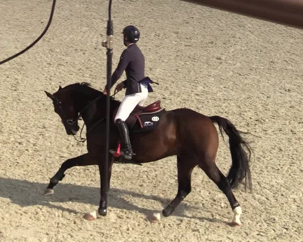 FEI Reitturnier Lier (BEL) 2020
