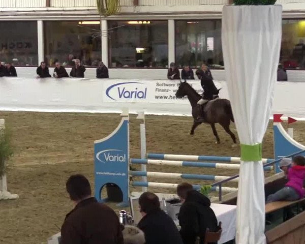 Springpferd Camelino 2 (Holsteiner, 2010, von Callado 2)