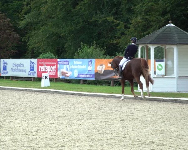 Reitturnier Hof Bettenrode 2020