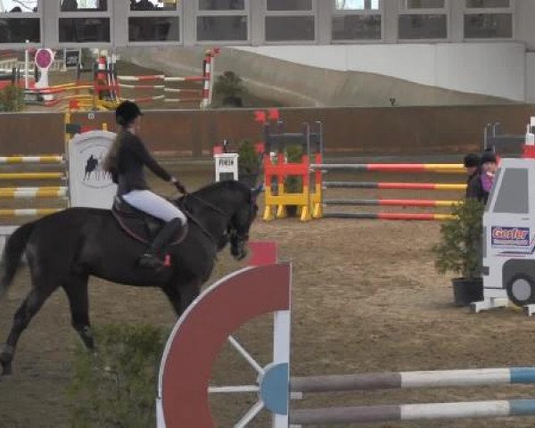 jumper Kingsland (Oldenburg show jumper, 2004, from Kannan)