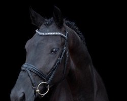 dressage horse Dessauer 3 (Hanoverian, 2016, from De Niro)