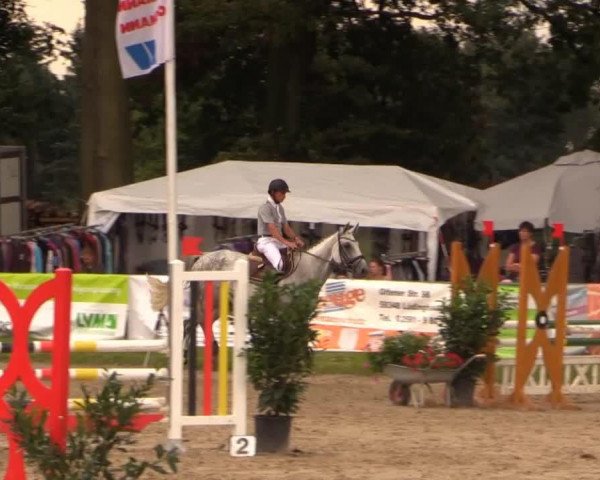 Springpferd Cicciolina 6 (KWPN (Niederländisches Warmblut), 2008, von Zürich)